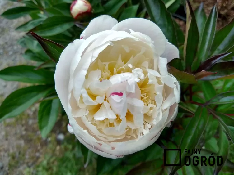 Piwonia shirley temple