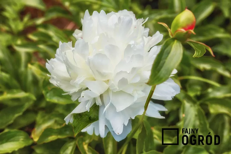 Piwonia chińska 'Shirley Temple'