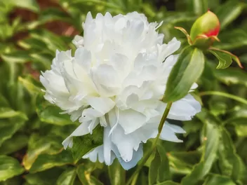 Piwonia chińska 'Shirley Temple' - zdjęcie 3