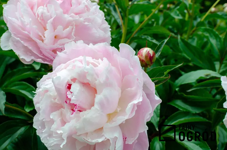 Piwonia chińska 'Shirley Temple'