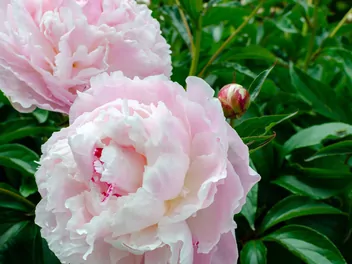 Piwonia chińska 'Shirley Temple' - zdjęcie 4