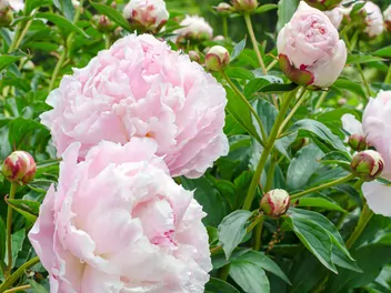 Piwonia chińska 'Shirley Temple' - zdjęcie 5