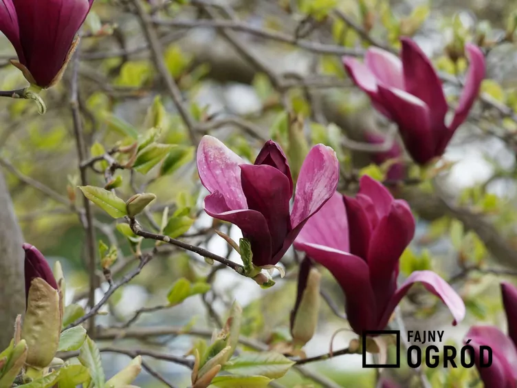 Magnolia nigra