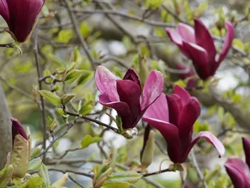 Magnolia purpurowa 'Nigra' - zdjęcie 2