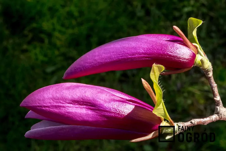 Magnolia purpurowa 'Nigra'