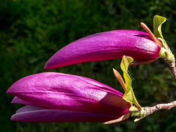 Magnolia purpurowa 'Nigra' - zdjęcie 3