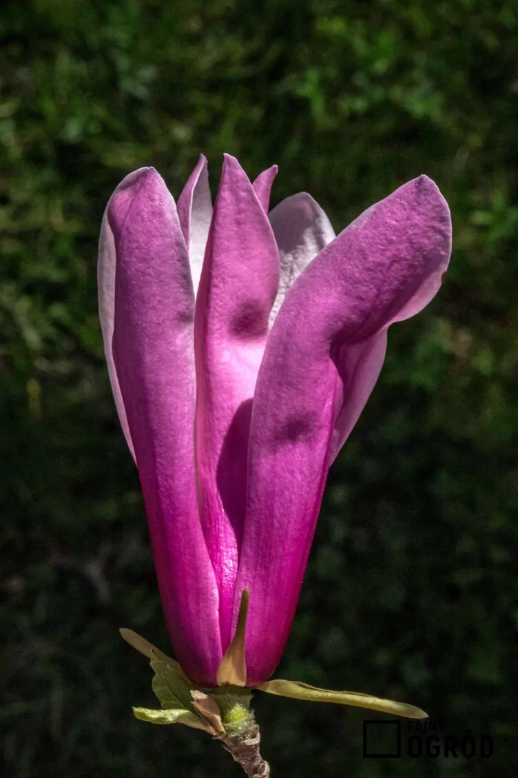Magnolia purpurowa 'Nigra'
