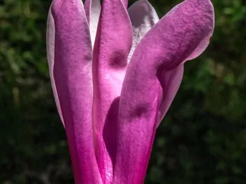 Magnolia purpurowa 'Nigra' - zdjęcie 4