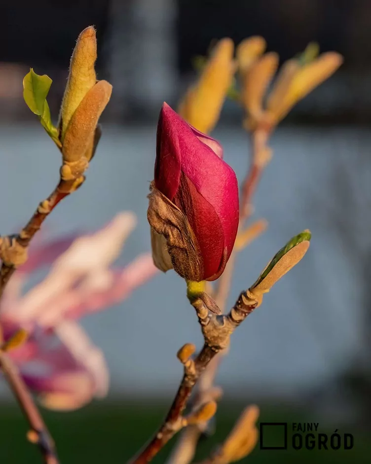 Magnolia purpurowa 'Nigra' - zdjęcie 5