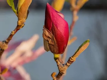 Magnolia purpurowa 'Nigra' - zdjęcie 5