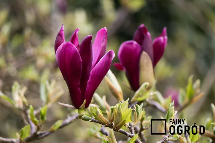 Magnolia purpurowa 'Nigra'