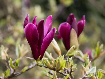 Ilustracja rośliny magnolia purpurowa 'nigra'