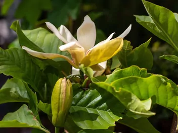 Magnolia 'Sunsation' - zdjęcie 2