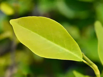 Magnolia 'Sunsation' - zdjęcie 3