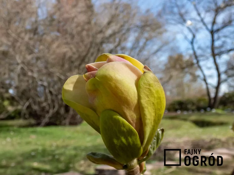 Magnolia 'Sunsation'