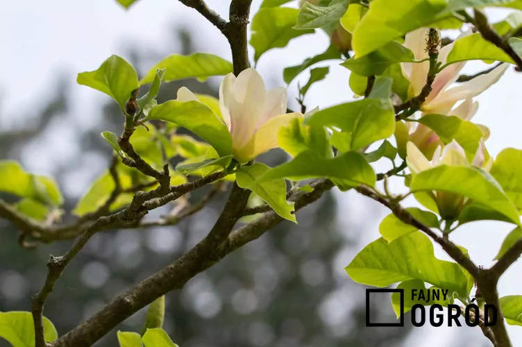 Magnolia 'Sunsation' - zdjęcie 5