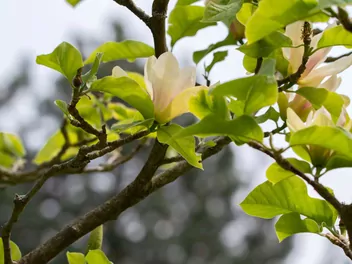 Magnolia 'Sunsation' - zdjęcie 5