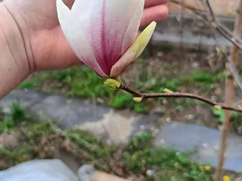 Magnolia 'Sunrise' - zdjęcie 2
