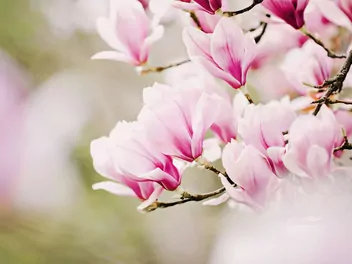 Magnolia 'Sunrise' - zdjęcie 3