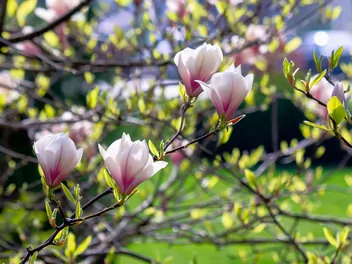 Magnolia 'Sunrise' - zdjęcie 4