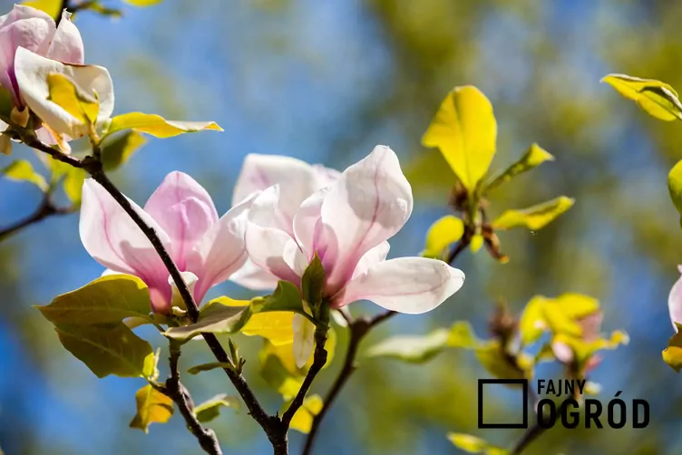 Magnolia 'Sunrise' - zdjęcie 5