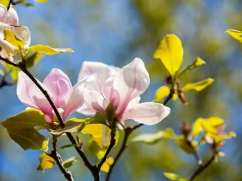 Magnolia 'Sunrise' - zdjęcie 5