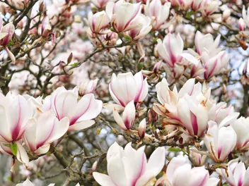 Ilustracja rośliny magnolia 'sunrise'