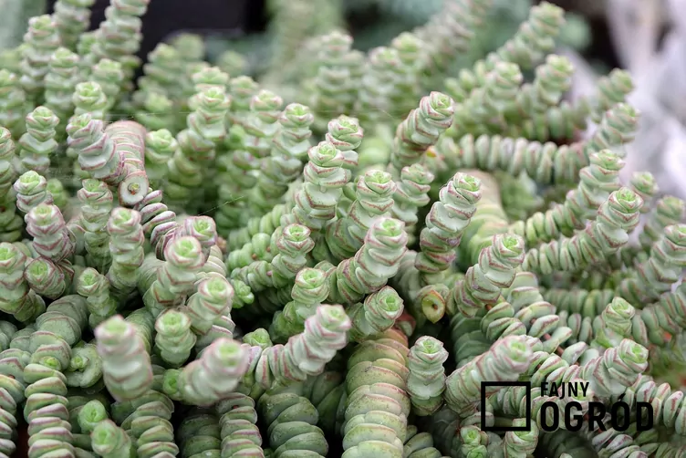 Crassula marnierana Crassula marnierana