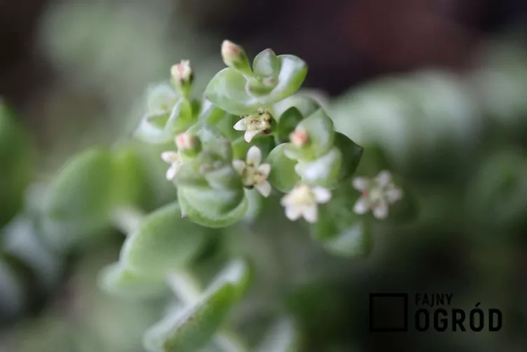 Grubosz skalny Grubosz skalny