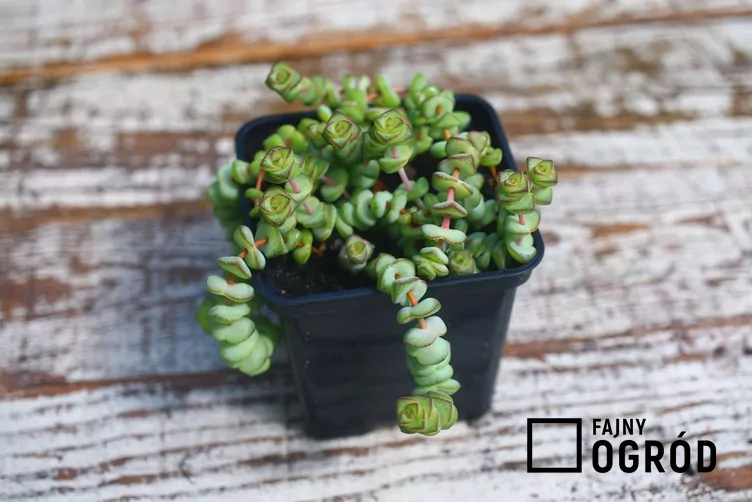 Grubosz skalny Grubosz skalny