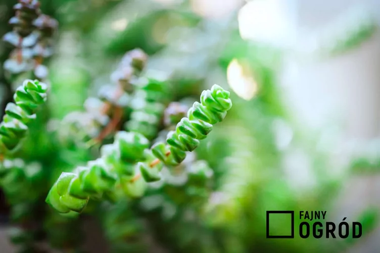 Grubosz skalny - zdjęcie 5 Grubosz skalny - zdjęcie 5