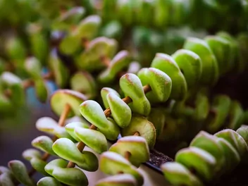 Ilustracja rośliny grubosz skalny