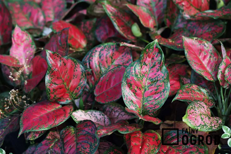 Aglaonema zmienna 'Red Valentine'