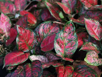 Ilustracja rośliny aglaonema zmienna 'red valentine'