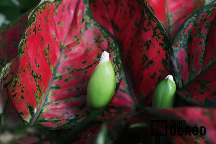 Aglaonema red valentine Aglaonema red valentine