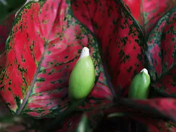 Aglaonema zmienna 'Red Valentine' - zdjęcie 2