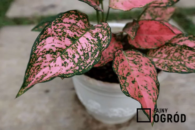 Aglaonema zmienna 'Red Valentine' Aglaonema zmienna 'Red Valentine'