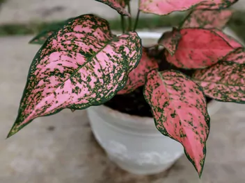 Aglaonema zmienna 'Red Valentine' - zdjęcie 3