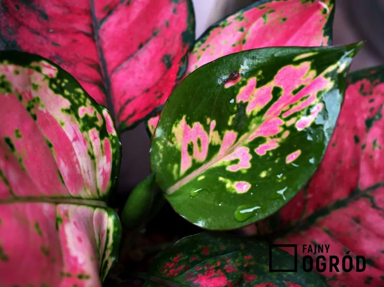 Aglaonema zmienna 'Red Valentine' Aglaonema zmienna 'Red Valentine'