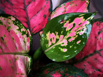 Aglaonema zmienna 'Red Valentine' - zdjęcie 4