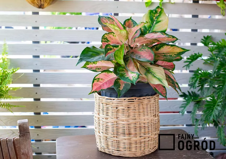 Aglaonema zmienna 'Red Valentine' - zdjęcie 5 Aglaonema zmienna 'Red Valentine' - zdjęcie 5