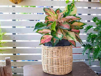 Aglaonema zmienna 'Red Valentine' - zdjęcie 5