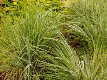 Ilustracja rośliny palczatka miotlasta