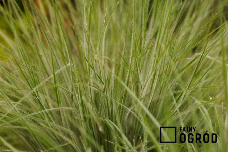 Schizachyrium miotlaste