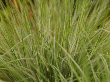 Palczatka miotlasta - zdjęcie 2