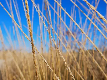 Palczatka miotlasta - zdjęcie 3