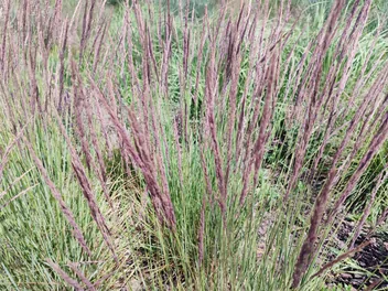 Palczatka miotlasta - zdjęcie 4