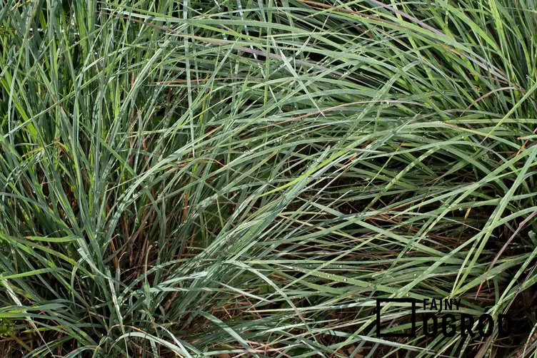 Palczatka miotlasta - zdjęcie 5