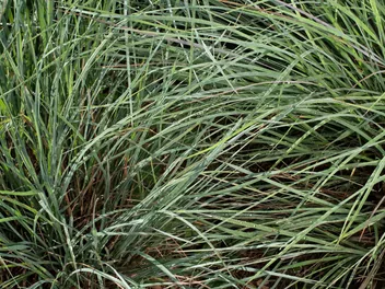 Palczatka miotlasta - zdjęcie 5