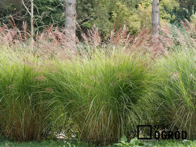 Trzcinnik ostrokwiatowy 'Avalanche'